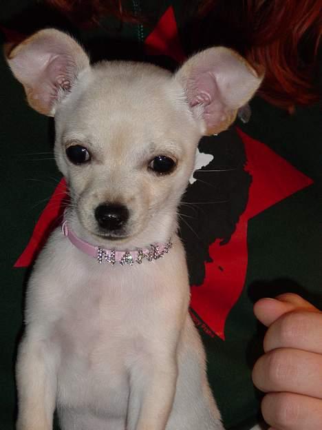 Chihuahua Nahla - Glitter og glamour er lige noget for en Hollywood-hund som mig  :o) billede 15