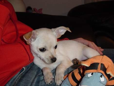 Chihuahua Nahla - Her ligger jeg og slænger mig med min ejer og æseldyr. billede 16