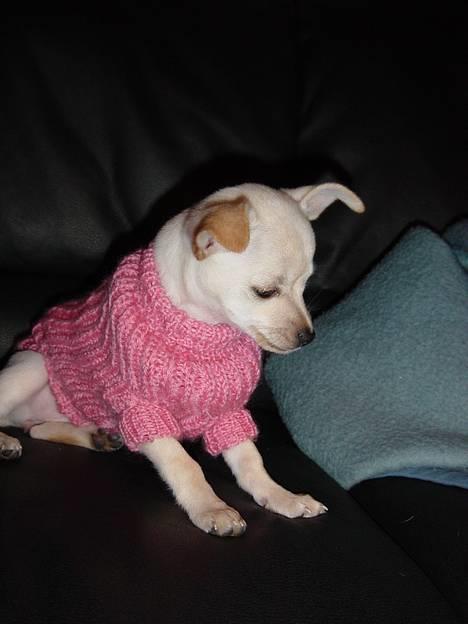 Chihuahua Nahla - farmor har lavet denne trøje...er den ikke fin?! billede 17