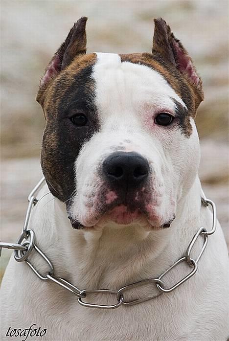 Amerikansk staffordshire terrier Wido Swoboda billede 1