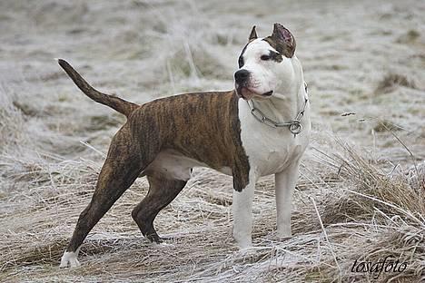 Amerikansk staffordshire terrier Wido Swoboda billede 2