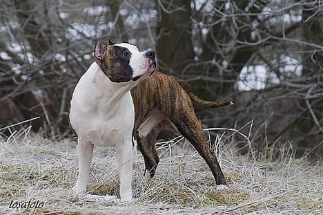 Amerikansk staffordshire terrier Wido Swoboda - Skynd dig nu at tage det billede mor jeg er ved at fryse måsen billede 3
