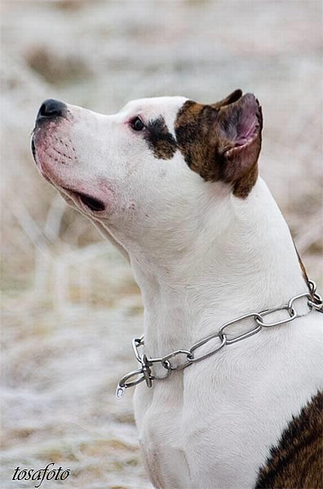 Amerikansk staffordshire terrier Wido Swoboda billede 4