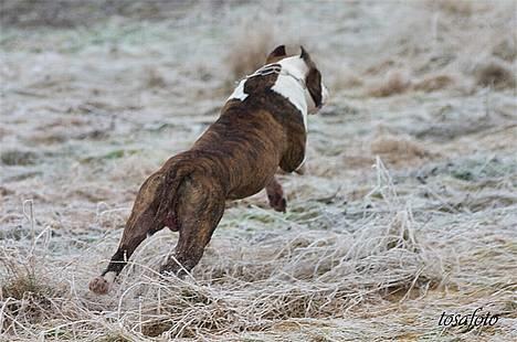 Amerikansk staffordshire terrier Wido Swoboda billede 5