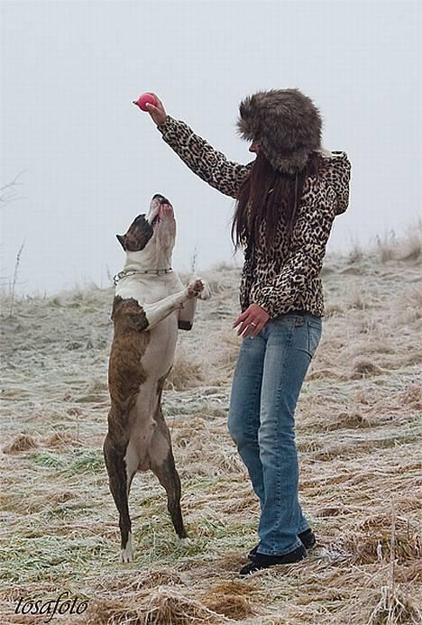 Amerikansk staffordshire terrier Wido Swoboda billede 6