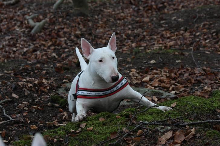 Bullterrier Diva *Himmelhund* - Hjæælp jeg kan ikke komme op..! billede 7