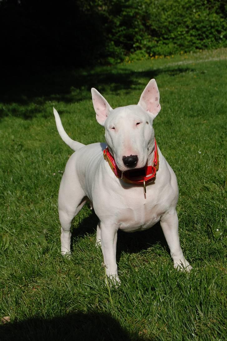 Bullterrier Diva *Himmelhund* - Dullen maj ´08 billede 9