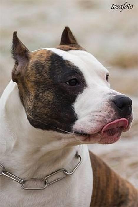 Amerikansk staffordshire terrier Wido Swoboda billede 7