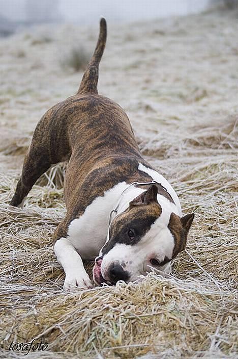 Amerikansk staffordshire terrier Wido Swoboda billede 8