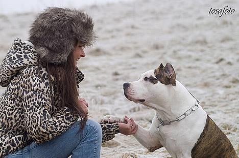 Amerikansk staffordshire terrier Wido Swoboda billede 9