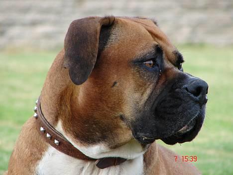 Amerikansk bulldog Tess billede 1