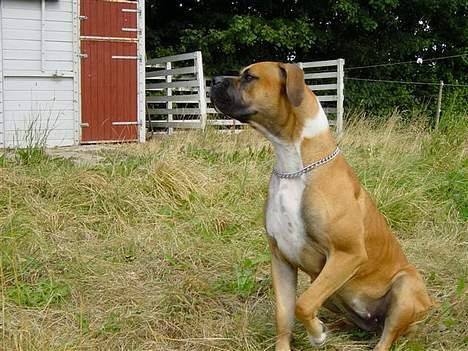 Amerikansk bulldog Tess - her er hun knapt et år billede 2