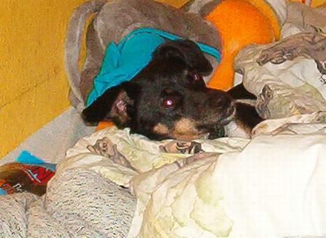 Dansk svensk gaardhund Piv *Englebarn* billede 11