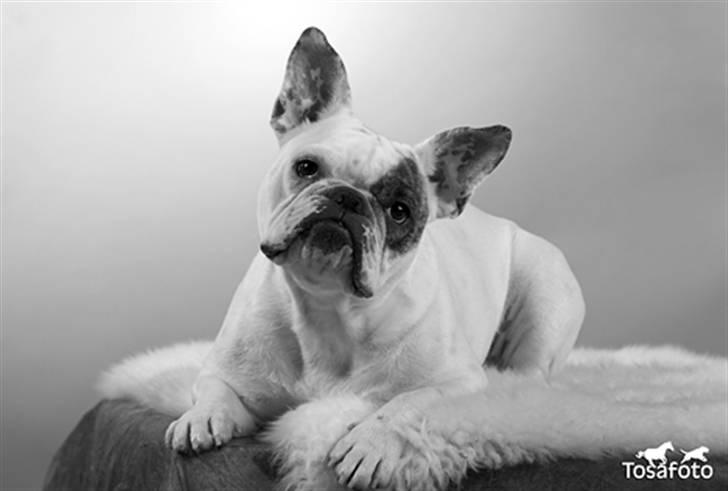 Blanding af racer Bossa Nova - Hos Tosafoto. Jeg synes selvfølgelig hun er SÅ smuk!  billede 1