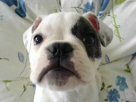 Blanding af racer Bossa Nova - Dejlige lille Bossa Nova billede 2