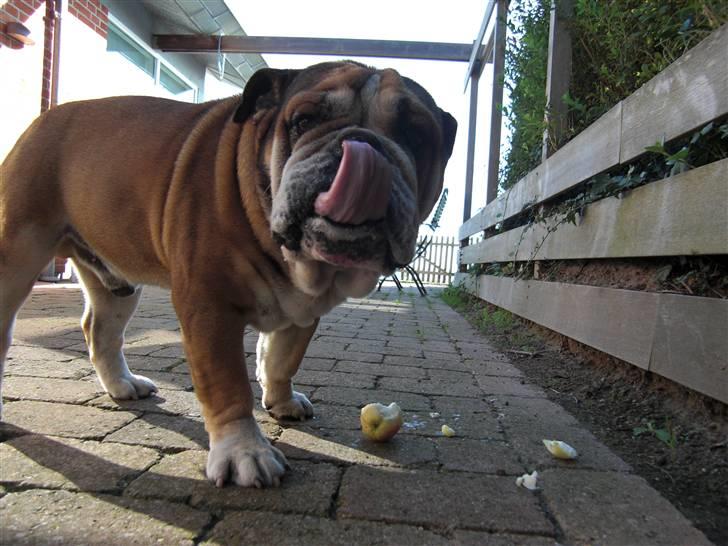 Engelsk bulldog Tabasco - "Et æble om dagen....." billede 13