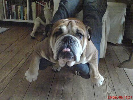 Engelsk bulldog Tabasco billede 14