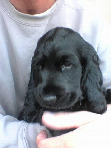 Cocker spaniel *Olsen - lille lille Olsen billede 8