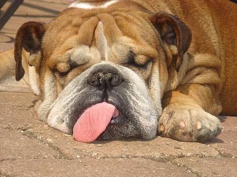 Engelsk bulldog Tabasco billede 15