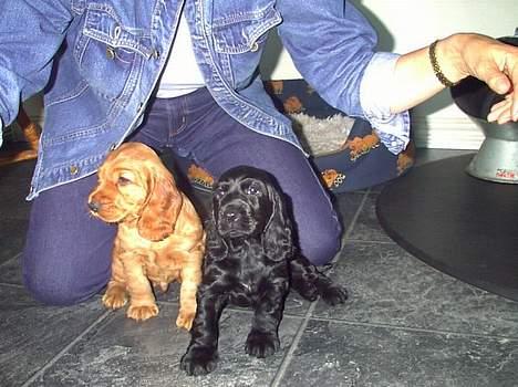 Cocker spaniel *Olsen - Mig og min søster billede 9