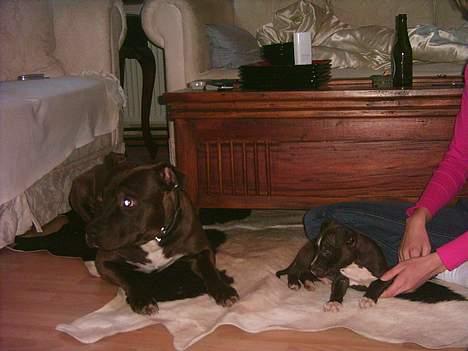 Amerikansk staffordshire terrier Darkspririt (Atos) - Atos med en af hans fine hvalpe  billede 11