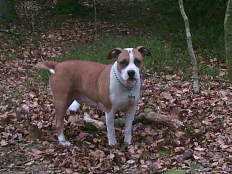 Amerikansk staffordshire terrier Amanda - Amanda en tur i skoven billede 1