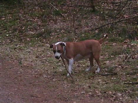 Amerikansk staffordshire terrier Amanda - Amanda henter pinden billede 2
