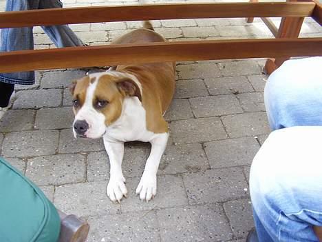 Amerikansk staffordshire terrier Amanda - Amanda oppe ved min mor billede 3