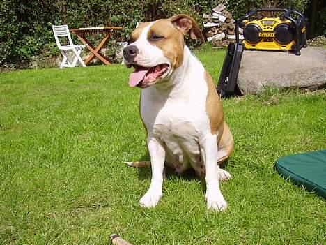 Amerikansk staffordshire terrier Amanda - Amanda slapper af i haven ved min mor billede 4