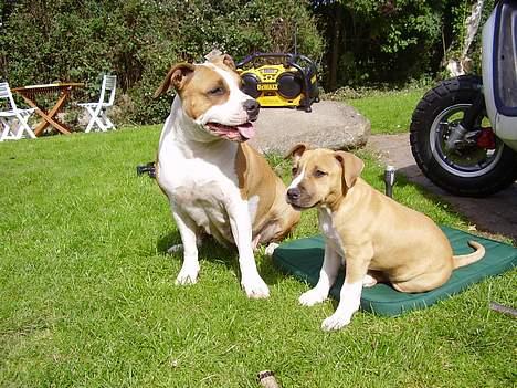 Amerikansk staffordshire terrier Amanda - Her ses Amanda med den sidste hvalp fra kuldet, i mors have billede 5