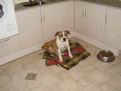 Amerikansk staffordshire terrier Amanda - Amanda hjemme i bryggerset billede 6