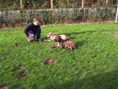 Amerikansk staffordshire terrier Amanda - Amanda og Atos (findes også herinde) i haven sammen med mig billede 7