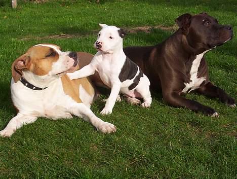 Amerikansk staffordshire terrier Amanda - Amanda med resten af familien billede 8