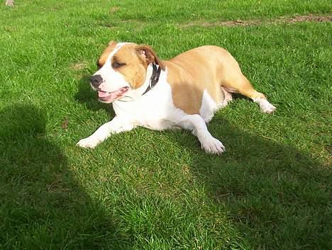 Amerikansk staffordshire terrier Amanda - Amanda slapper af i haven billede 9