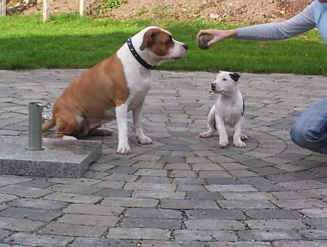Amerikansk staffordshire terrier Amanda - Amanda og vores lille nye hvalp  billede 11