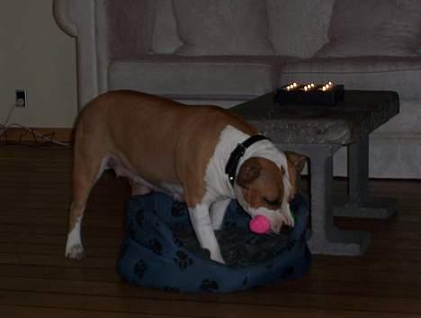 Amerikansk staffordshire terrier Amanda - Amanda har taget hvalpens legetøj og seng....Hmm skulle man sige noget billede 12