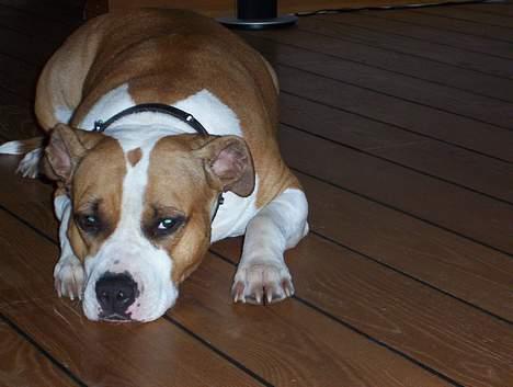 Amerikansk staffordshire terrier Amanda - Amanda slapper af hjemme billede 13