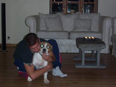 Amerikansk staffordshire terrier Amanda - Amanda er jo fars hun!!!! billede 14