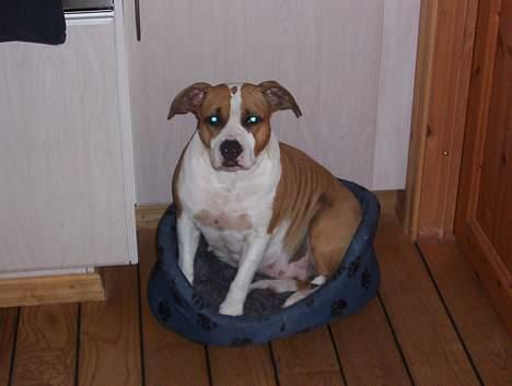 Amerikansk staffordshire terrier Amanda - Hmm.. er det bare mig eller har Amanda taget hvalpens seng endnu engang billede 15
