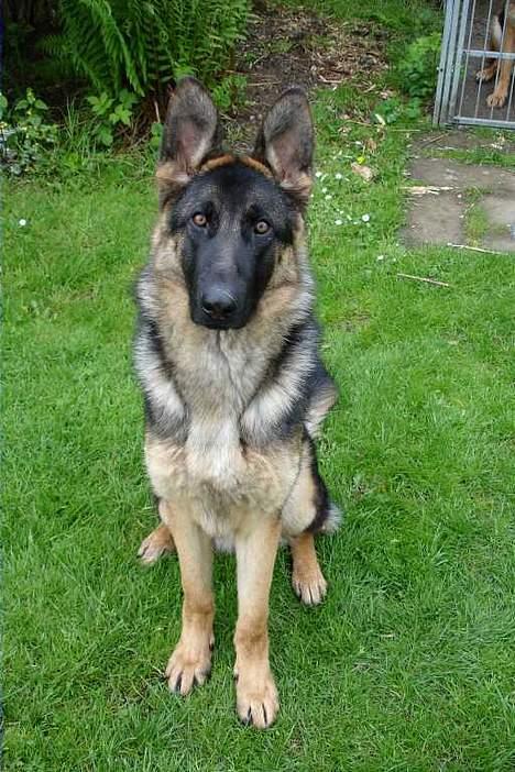 Schæferhund Darco - Ja det er så mig der er Darco.. billede 1