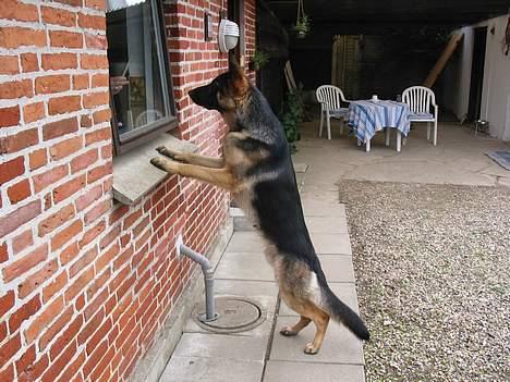 Schæferhund Darco - Giver du en godbid "mor"..? billede 2