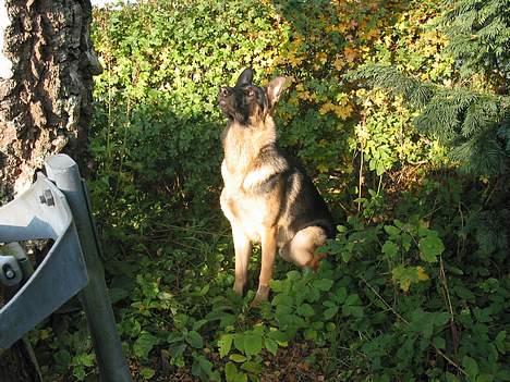 Schæferhund Darco - Jeg har lige jaget en kat op i træet der.. billede 3