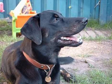 Blanding af racer Rollo (død) billede 7