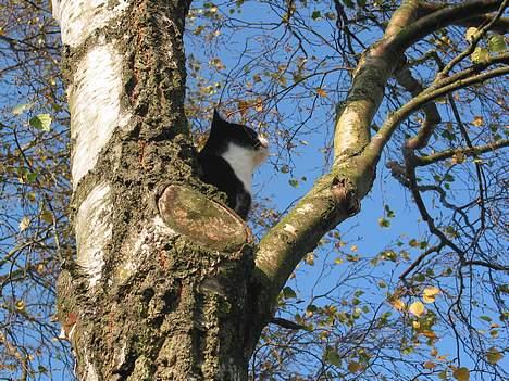 Schæferhund Darco - Se hvor bange den er.. Ha ha billede 4