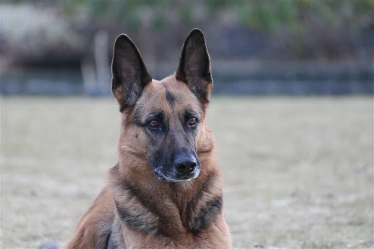 Schæferhund Sandra - 20/03 2011: Sandra ude i haven (TAS-Foto) billede 1