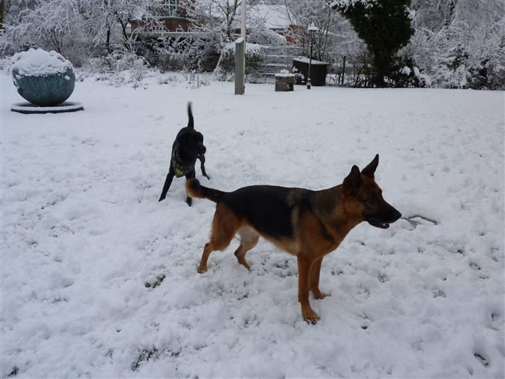 Schæferhund Sandra - Sandra. 4 år. billede 2