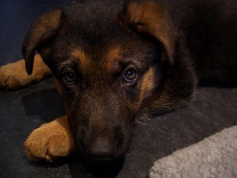 Schæferhund Sandra - Sandra ca. 4 mdr. billede 3