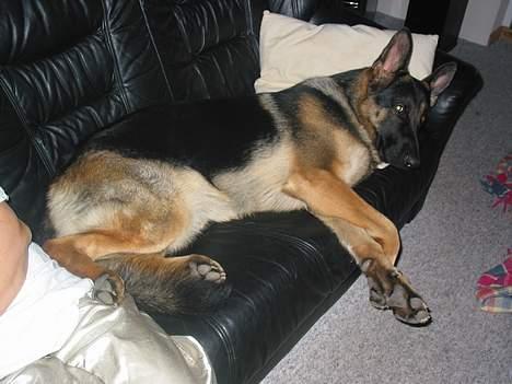 Schæferhund Darco - Åhh ja.. Stikker i mig lige en cola..? Jeg er jo lige midt i mit ynglings fjernsynsprogram "Hunde på job" billede 5