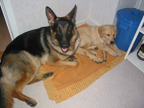 Schæferhund Darco - Her ligge jeg lige og slapper af sammen med min nevø Snoop.. Tjek ham ud under Kim & Ditte på vores venneliste billede 6