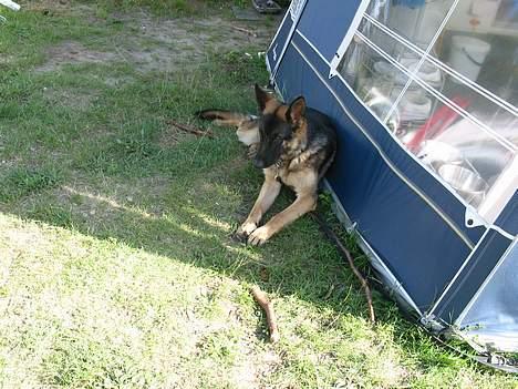 Schæferhund Darco - Jeg elsker bare at være på camping.. så kan man bare ligge og slappe af her i skyggen.. "SKØNT"..! billede 7